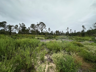 East Texas Recreation/Hunting Land For Sale - image 3