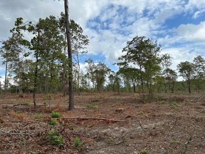 East Texas Recreation/Hunting Land For Sale - image 12
