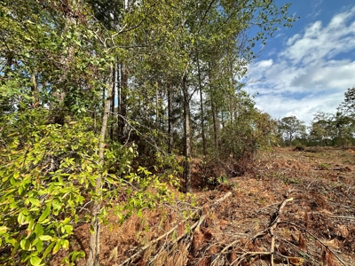 East Texas Recreation/Hunting Land For Sale - image 13