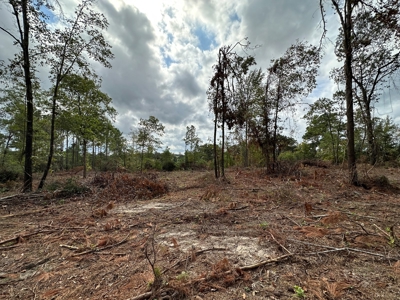 East Texas Recreation/Hunting Land For Sale - image 16