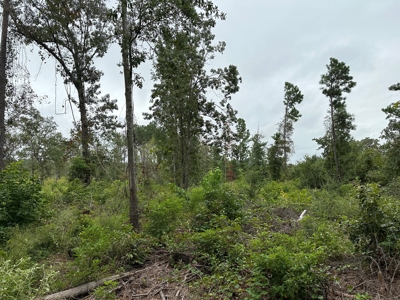 East Texas Recreation/Hunting Land For Sale - image 8