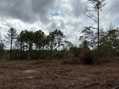 East Texas Recreation/Hunting Land For Sale - image 18