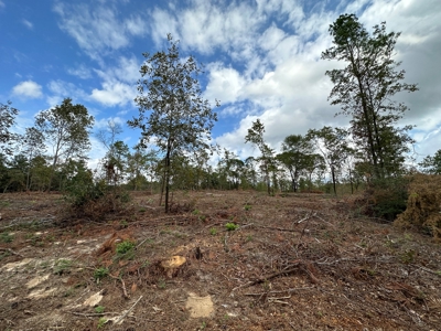 East Texas Recreation/Hunting Land For Sale - image 11