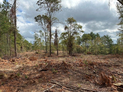 East Texas Recreation/Hunting Land For Sale - image 15