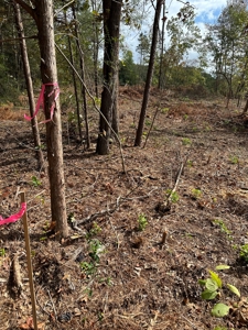 East Texas Recreation/Hunting Land For Sale - image 21