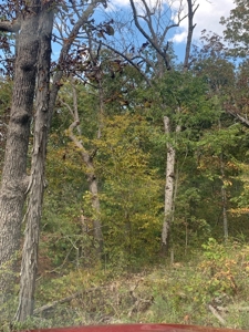 Land for sale in Ava Mo with highway frontage - image 10