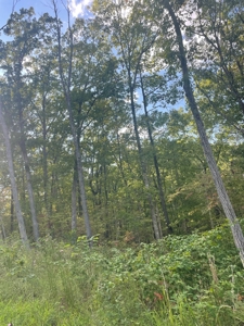 Land for sale in Ava Mo with highway frontage - image 5