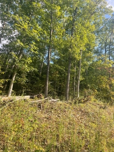 Land for sale in Ava Mo with highway frontage - image 4