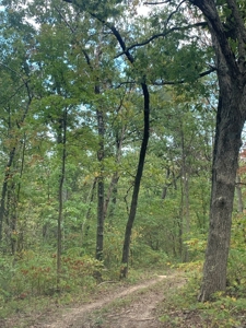 Land for sale in Ava Mo with highway frontage - image 12