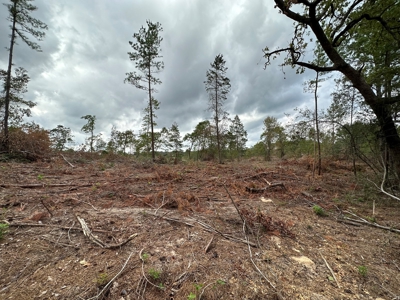 East Texas Recreational/Hunting Land For Sale - image 16