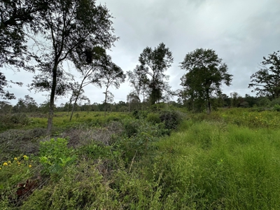 East Texas Recreational/Hunting Land For Sale - image 1