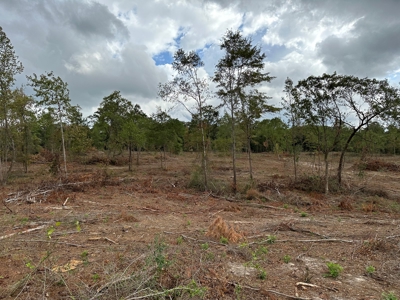 East Texas Recreational/Hunting Land For Sale - image 18