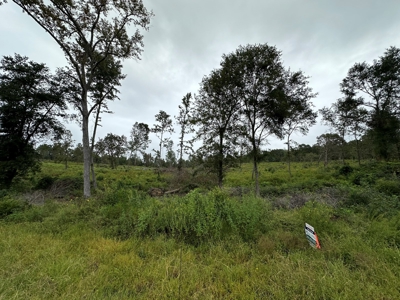 East Texas Recreational/Hunting Land For Sale - image 7