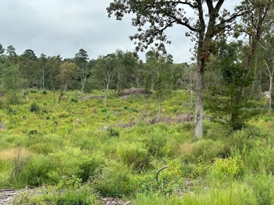 East Texas Recreational/Hunting Land For Sale - image 10