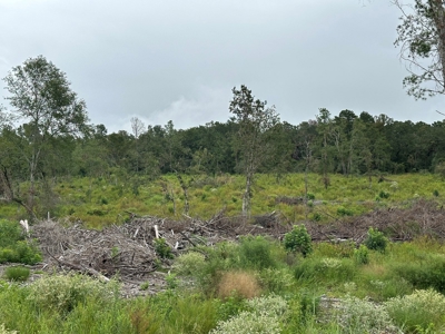 East Texas Recreational/Hunting Land For Sale - image 9