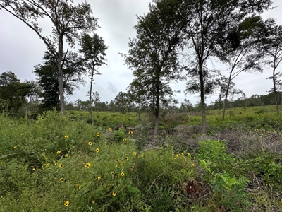 East Texas Recreational/Hunting Land For Sale - image 3