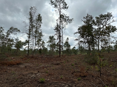 East Texas Recreational/Hunting Land For Sale - image 17