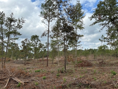 East Texas Recreational/Hunting Land For Sale - image 13