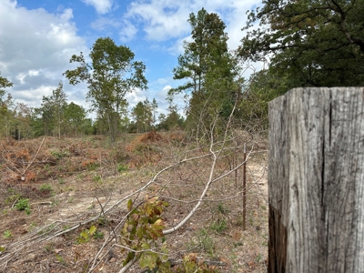 East Texas Recreational/Hunting Land For Sale - image 14