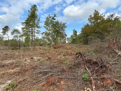 East Texas Recreational/Hunting Land For Sale - image 11
