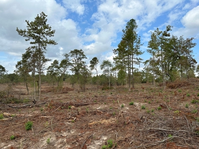 East Texas Recreational/Hunting Land For Sale - image 12