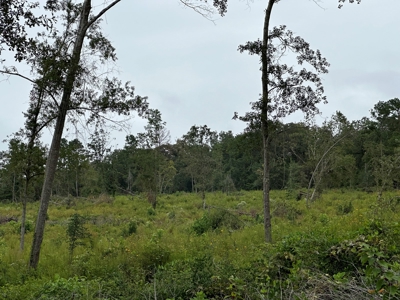 East Texas Recreational/Hunting Land For Sale - image 4