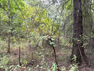 East Texas Hunting/Timber/Recreational Land In Cass County - image 2