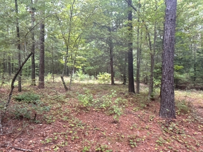 East Texas Hunting/Timber/Recreational Land In Cass County - image 4