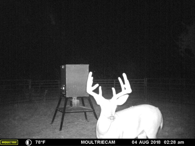 Tennyson Gentleman's Hunting and Livestock Ranch near San An - image 38