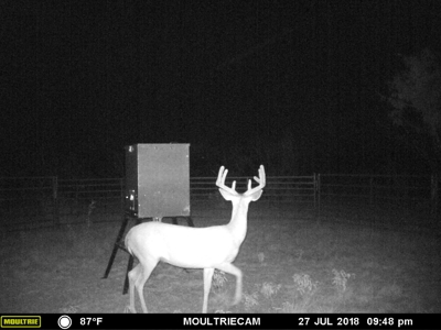 Tennyson Gentleman's Hunting and Livestock Ranch near San An - image 34