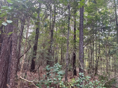 Hunting Land for sale within West Bay WMA near Elizabeth, LA - image 3
