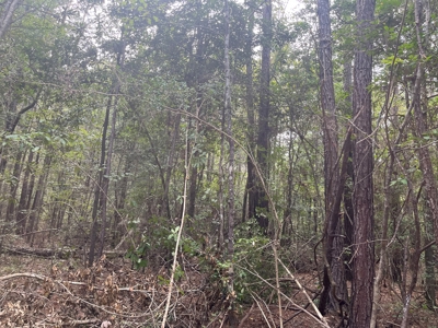 Hunting Land for sale within West Bay WMA near Elizabeth, LA - image 2