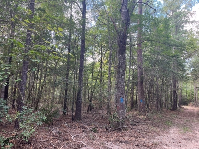 Hunting Land for sale within West Bay WMA near Elizabeth, LA - image 1