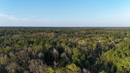 471  Acres, Over 3 miles of River Frontage, Pierce County Ga - image 1
