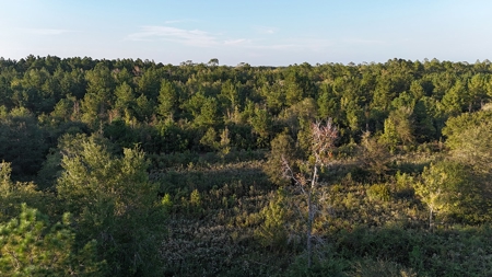 471  Acres, Over 3 miles of River Frontage, Pierce County Ga - image 5