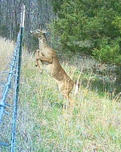 Missouri Ozarks Hunting Retreat Near North Fork River - image 22