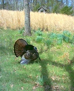 Missouri Ozarks Hunting Retreat Near North Fork River - image 27