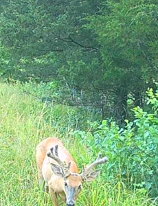 Missouri Ozarks Hunting Retreat Near North Fork River - image 24