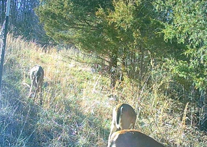 Missouri Ozarks Hunting Retreat Near North Fork River - image 21