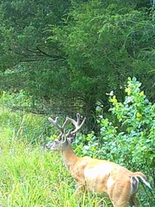 Missouri Ozarks Hunting Retreat Near North Fork River - image 25
