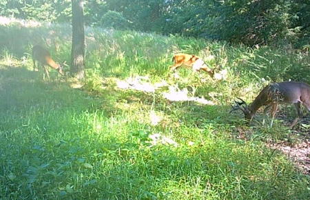 Missouri Ozarks Hunting Retreat Near North Fork River - image 29