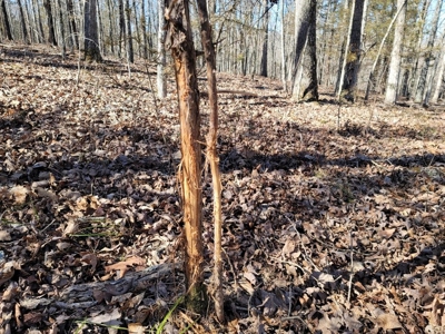 Missouri Ozarks Hunting Retreat Near North Fork River - image 19
