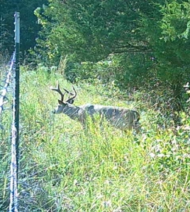 Missouri Ozarks Hunting Retreat Near North Fork River - image 26