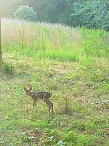 Missouri Ozarks Hunting Retreat Near North Fork River - image 28