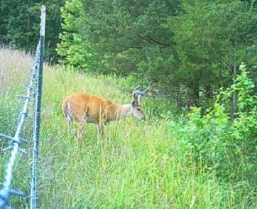 Missouri Ozarks Hunting Retreat Near North Fork River - image 23