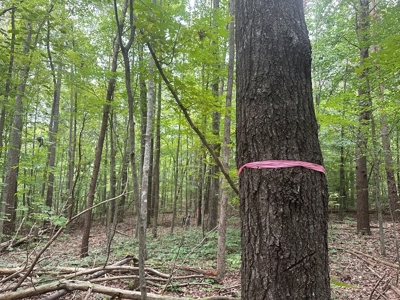 Peaceful 0.46-Acre Lot Near Clarksville, VA - image 10