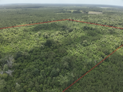 Hunting Land for Sale along Caney Creek in Evangeline Parish - image 7