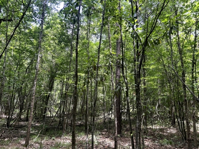 Hunting Land for Sale along Caney Creek in Evangeline Parish - image 2