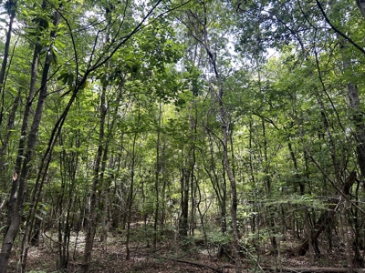 Hunting Land for Sale along Caney Creek in Evangeline Parish - image 3