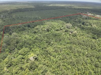 Hunting Land for Sale along Caney Creek in Evangeline Parish - image 11